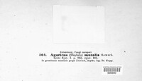 Agaricus muralis image